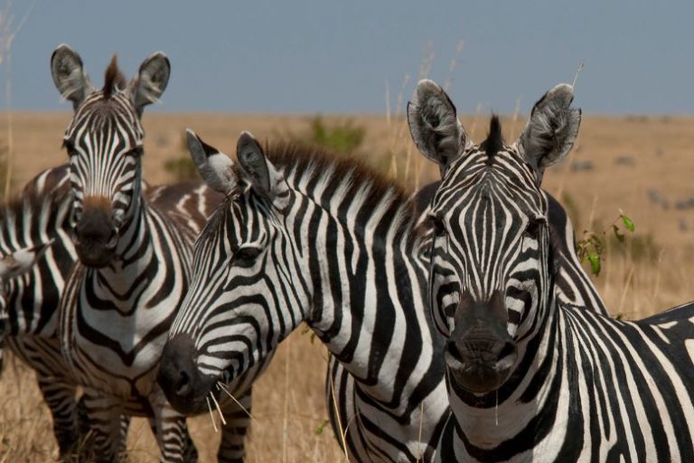 Discover the Stunning Nature of South Africa with Ilala Safaris